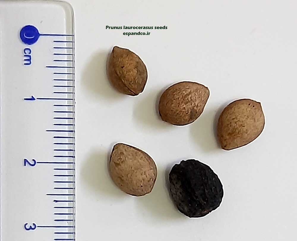 Prunus laurocerasus seeds